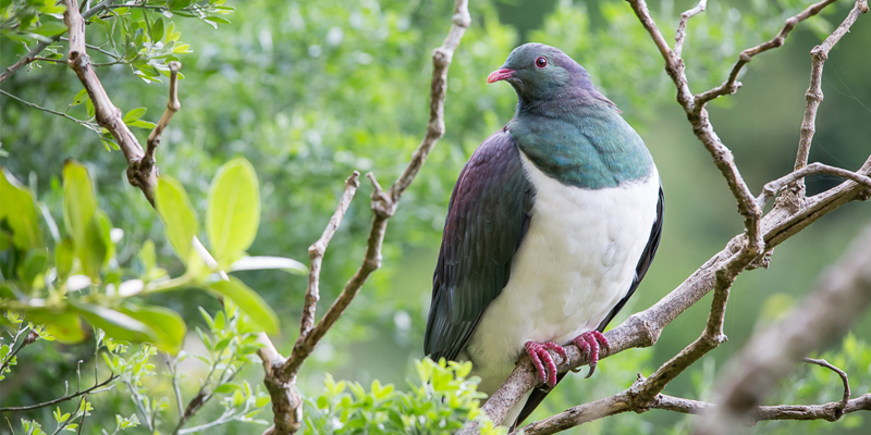 Wood Pigeon Bird Facts