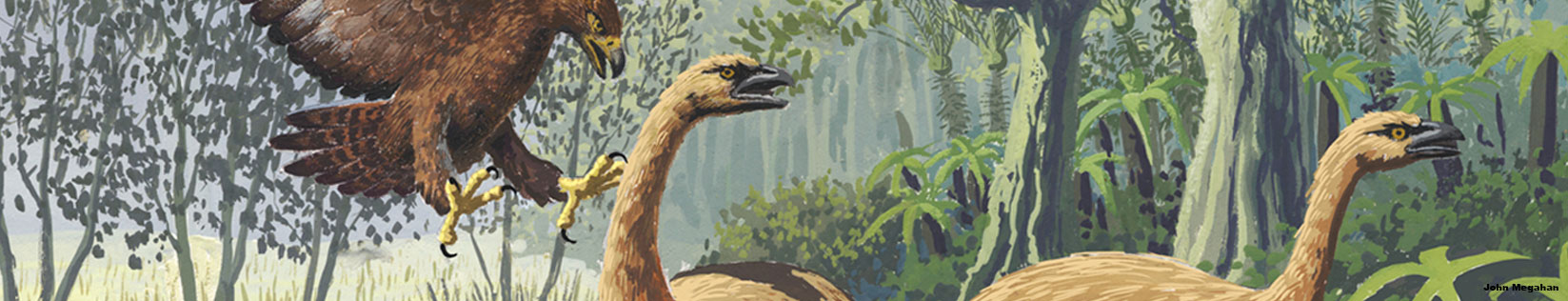 Illustration of a Haast's Eagle attacking a Moa